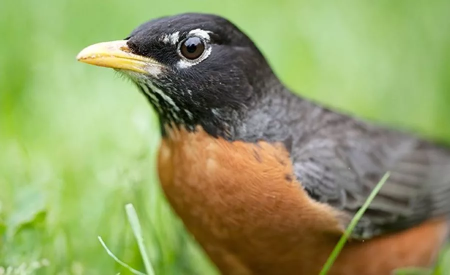 robin