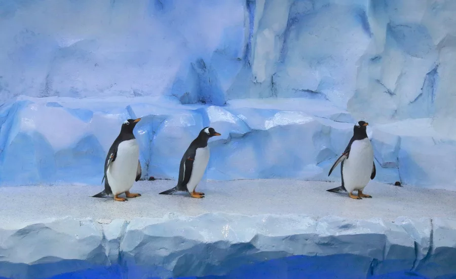 Polk Penguin Conservation Center5