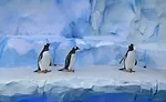 Polk Penguin Conservation Center5