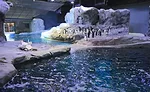 Polk Penguin Conservation Center6