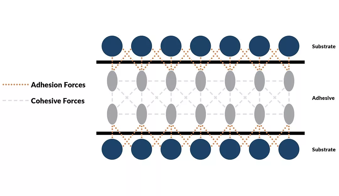 Fig 1 Cohesion and Adhesion.jpg
