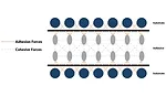 Fig 1 Cohesion and Adhesion.jpg
