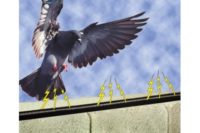 Bird-B-Gone electric track bird deterrent system