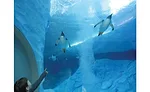 Polk Penguin Conservation Center
